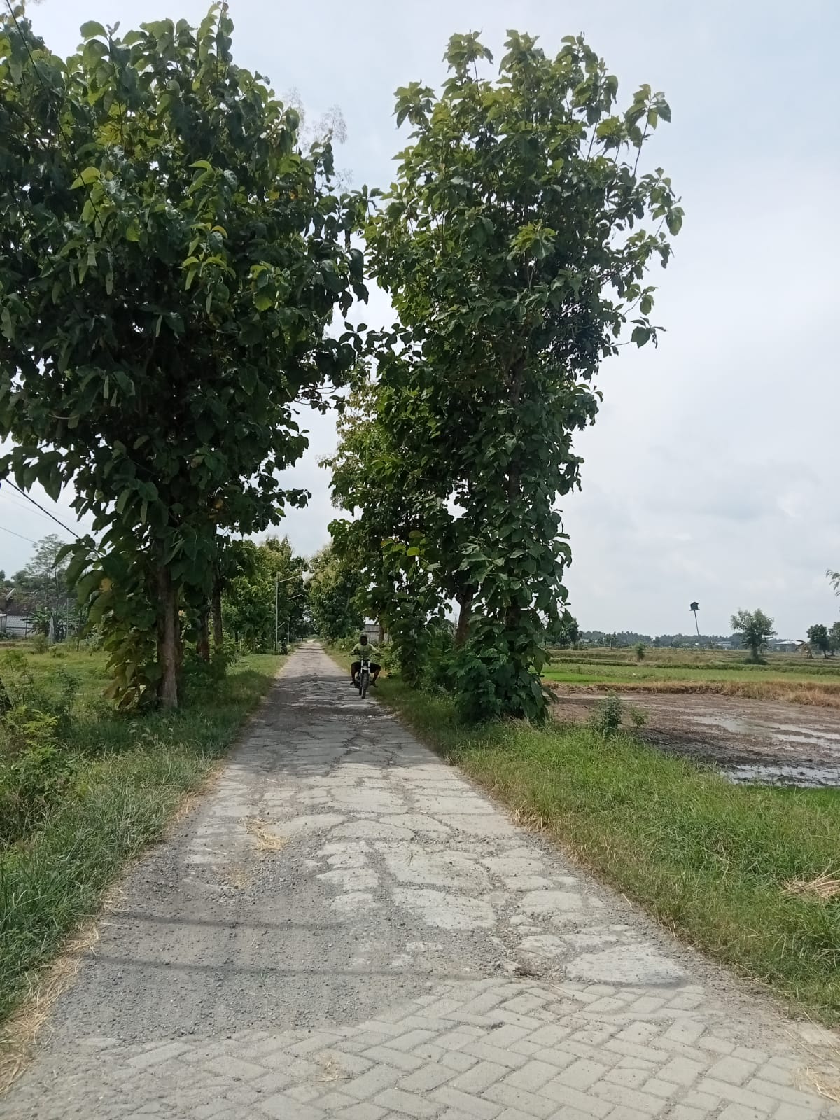 Ketika Penerima PKH Lebih Hedon Gaya Hidupnya dari Warga Miskin Kategori Mandiri?